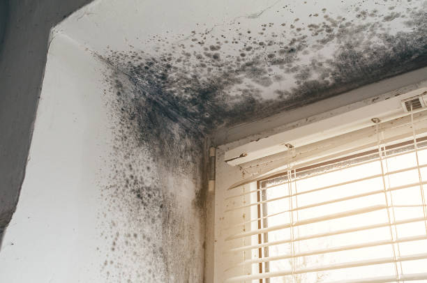 Affordable Mold Removal solutions in Rutherford, PA